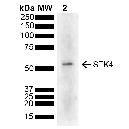  - STK4 Antibody ASM10643