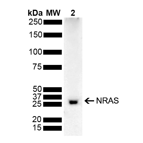  - NRAS Antibody ASM10645