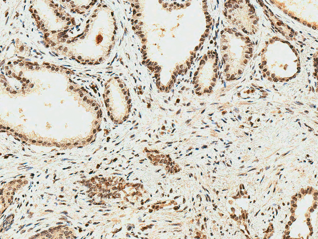 - HO-2 Antibody ASM10648