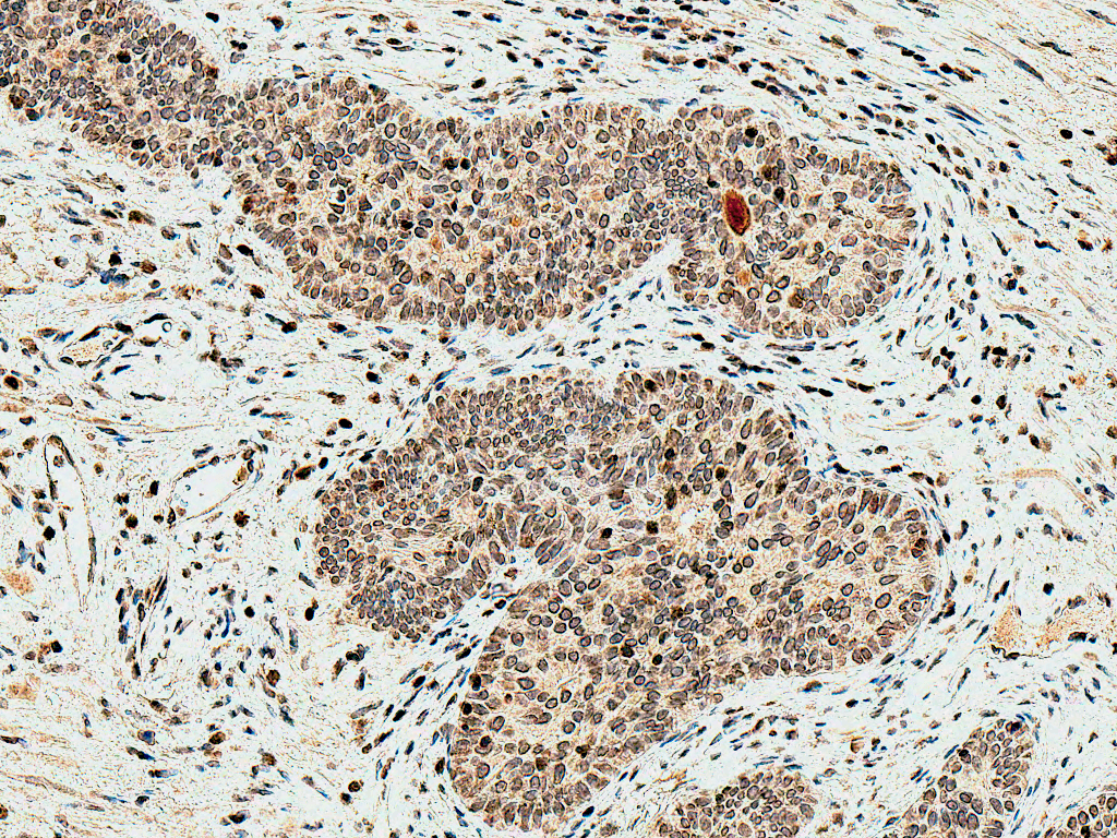  - HO-2 Antibody ASM10648