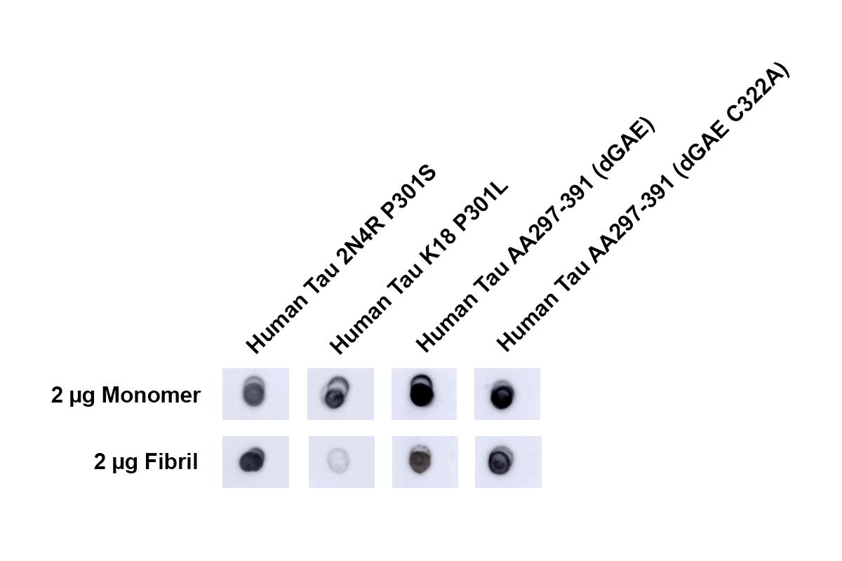  - Tau Antibody ASM10652