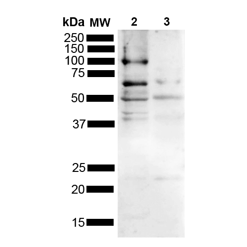  - Tau Antibody ASM10652