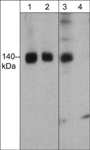 WB - Anti-FHOD1 (Thr-1141), Phosphospecific Antibody AN1795