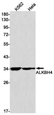 WB - ALKBH4 Rabbit mAb AP75056