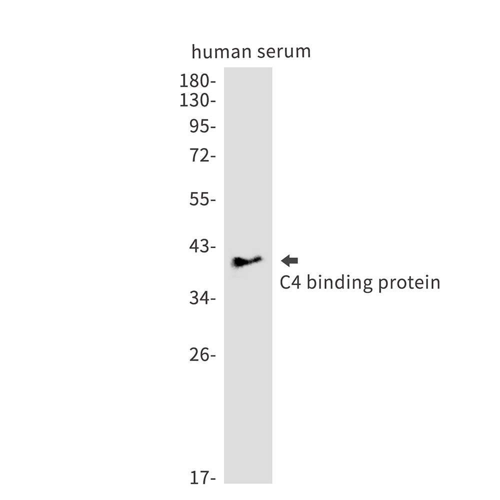 WB - C4 Binding Protein Rabbit mAb AP75176