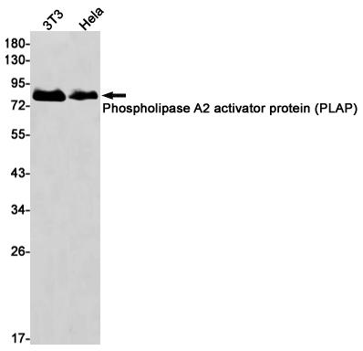 IF - Phospholipase A2 Activator Protein Rabbit mAb AP76802