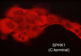 WB - Anti-Sphingosine Kinase 1 (C-terminal region) Antibody AN1968