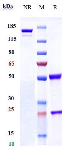 WB - Anti-CLEC12A / CD371 Reference Antibody (tepoditamab) APR10444