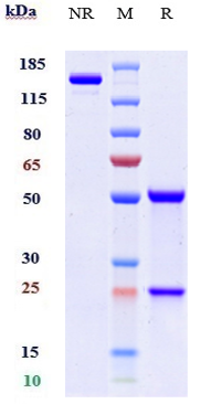 WB - Anti-CD200 Reference Antibody (samalizumab) APR10712