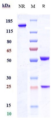 WB - Anti-DPEP3 Reference Antibody (tamrintamab) APR10884