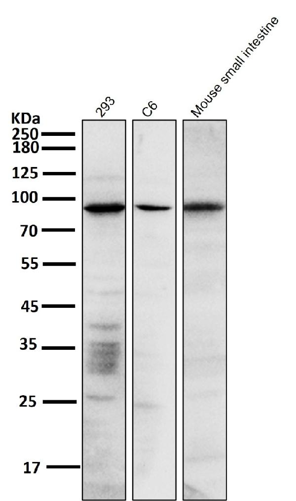 WB - Anti-SATB2 Rabbit Monoclonal Antibody ABO13587