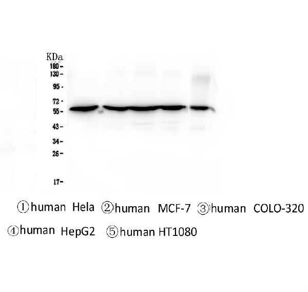 WB - Anti-CCT3 Antibody Picoband™ (monoclonal, 12H4) ABO14341