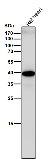 WB - Anti-Sprouty 2 SPRY2 Monoclonal Antibody ABO14694