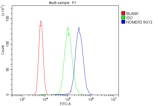 WB - Anti-HOMER3 Antibody Picoband™ (monoclonal, 9G13) ABO14892
