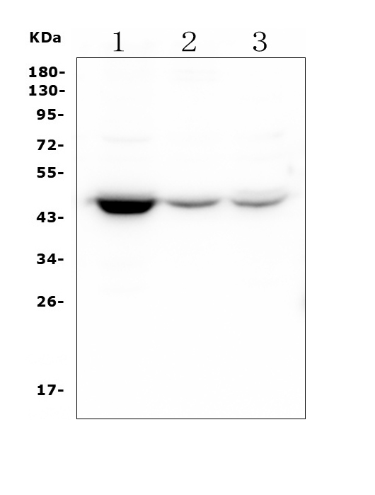WB - Anti-HOMER3 Antibody Picoband™ (monoclonal, 9G13) ABO14892