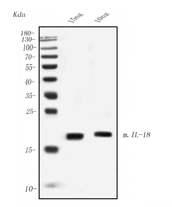 WB - Anti- IL-18 Monoclonal Antibody ABO15028