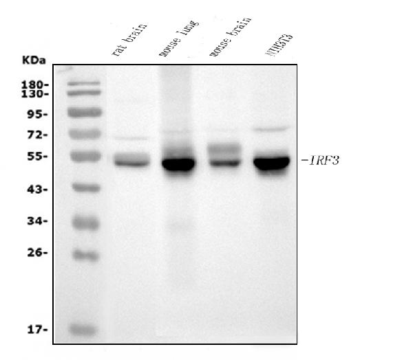 WB - Anti-IRF3 Antibody Picoband™ (monoclonal, 7B10) ABO15033