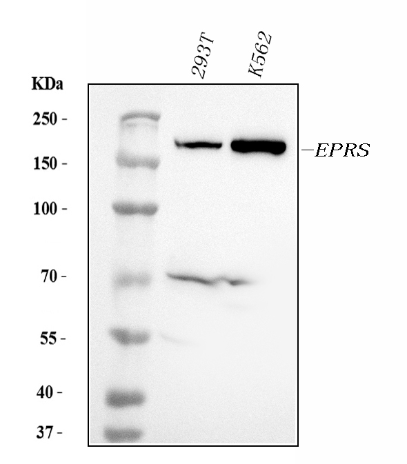 WB - Anti-EPRS1/PARS Antibody Picoband™ (monoclonal, 12B5B3) ABO15114