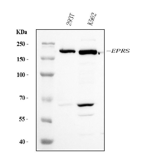 WB - Anti-EPRS1/PARS Antibody Picoband™ (monoclonal, 8G9C7) ABO15115