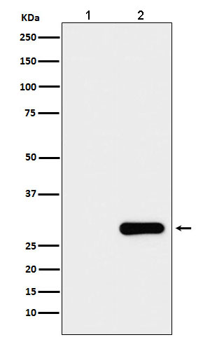  - Anti-GFP-Tag Mouse Monoclonal Antibody ABO15131