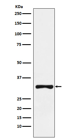 WB - Anti-RYBP Rabbit Monoclonal Antibody ABO15306