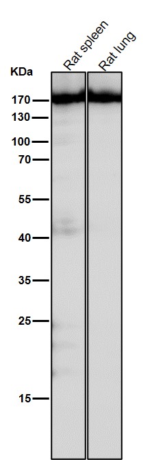WB - Anti-CNTP2 Rabbit Monoclonal Antibody ABO16031