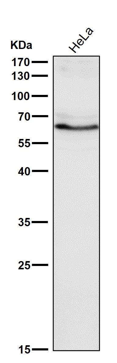 WB - Anti-SUOX Rabbit Monoclonal Antibody ABO16113