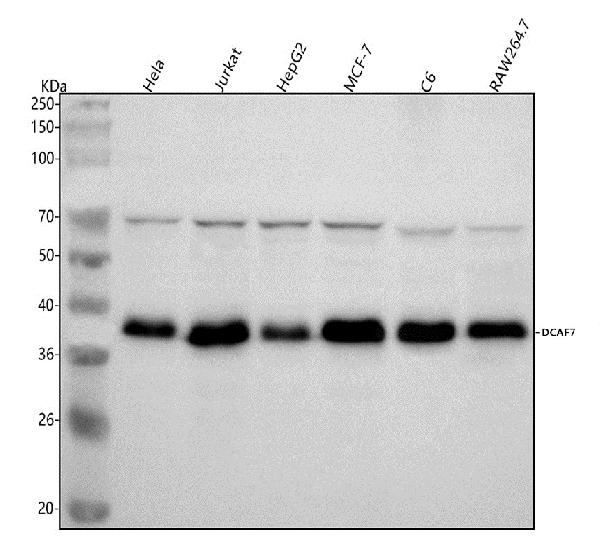 WB - Anti-DCAF7 Rabbit Monoclonal Antibody ABO16184