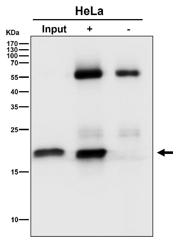 WB - Anti-EMC4 Rabbit Monoclonal Antibody ABO16496