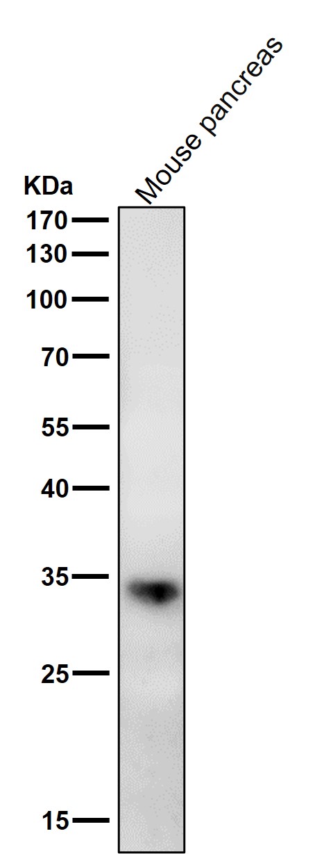 WB - Anti-ERP27 Rabbit Monoclonal Antibody ABO16753