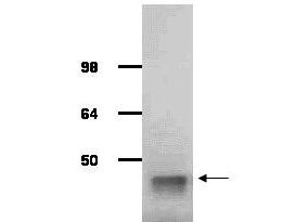 WB - Anti-ALDOLASE [Rabbit Muscle] (GOAT) Antibody ASR3632