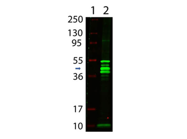 WB - Anti-MALTOSE BINDING PROTEIN (MBP) EPITOPE TAG (RABBIT) Antibody ASR4386