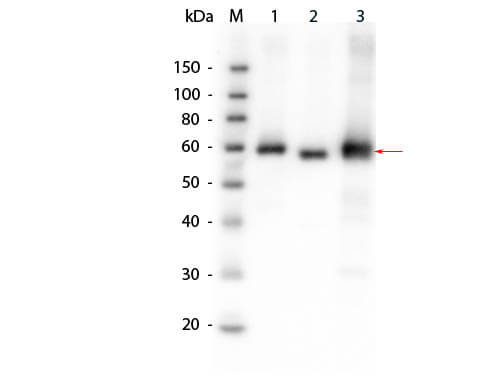  - Anti-AKT (RABBIT) Antibody ASR4486