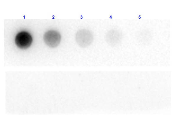  - Anti-BETA GALACTOSIDASE (E.coli) (CHICKEN) Antibody ASR4843