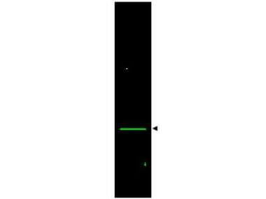  - Anti-VDAC/Porin (RABBIT) Antibody ASR5316