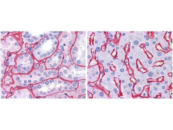  - Anti-Collagen Type IV (RABBIT) Antibody Biotin Conjugated ASR5852