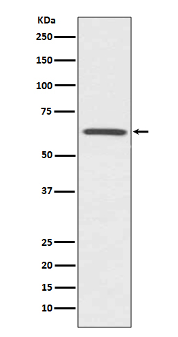WB - CDC42EP1 Antibody AP90940