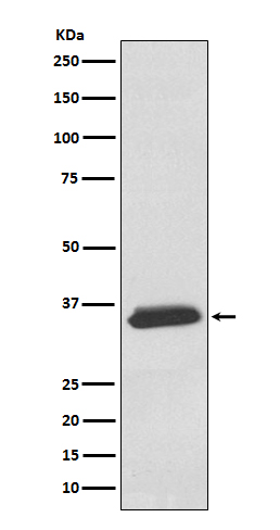 WB - delta Sarcoglycan Antibody AP91321