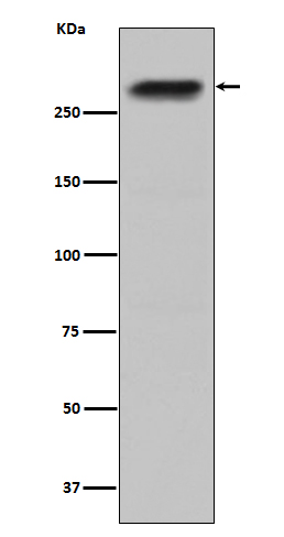 WB - CENPE Antibody AP91417
