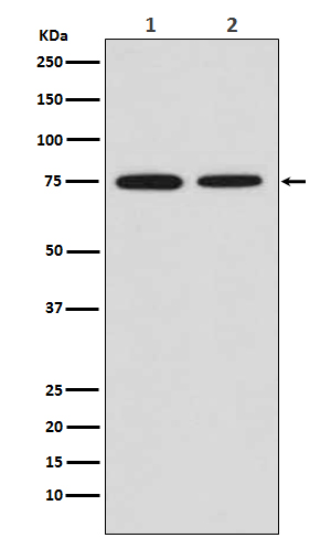 WB - MSR1 Antibody AP91457