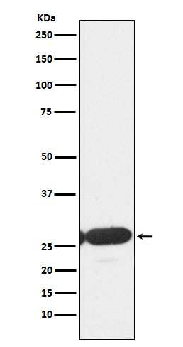 WB - ERp29 Antibody AP91731
