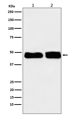 WB - C4 binding protein Antibody AP91817