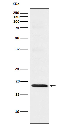 WB - TOMM22/TOM22 Antibody AP92239