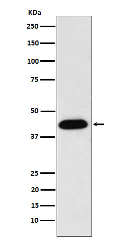 WB - NUDC Antibody AP92245
