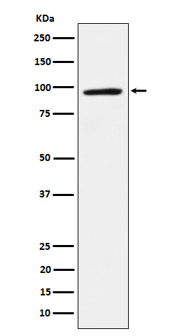 WB - TAB3 antibody AP92266