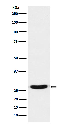 WB - TCF21 Antibody AP92284