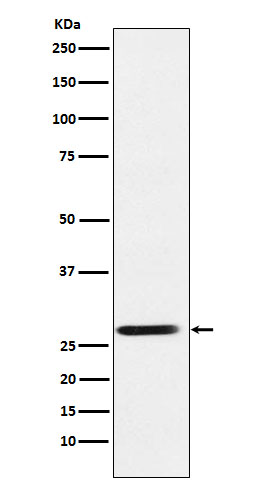 WB - SRD5A2 Antibody AP92451