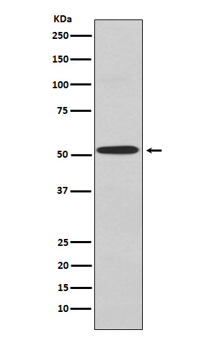 WB - Kir2.1 Antibody AP92549