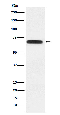 WB - RGAP1 Antibody AP92557