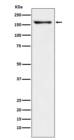 WB - CNTP2 Antibody AP92614